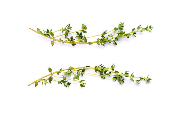 Isolated thyme garden, cooking herb Thyme garden, cooking herb Isolated against a white background. oregano stock pictures, royalty-free photos & images