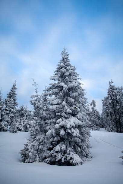 istock Snowy fir trees 1055946586