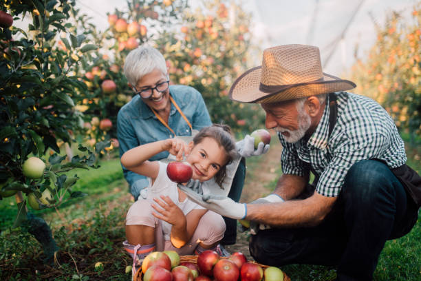 istock Family at apple plantation 1055947114