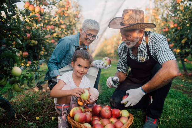 istock Couple picking apples with granddaughter 1055947116