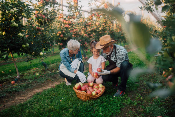 istock Family at apple orchard 1055947148