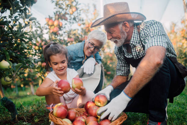 senior pareja recogiendo cuenco de manzanas con nieta - apple orchard child apple fruit fotografías e imágenes de stock