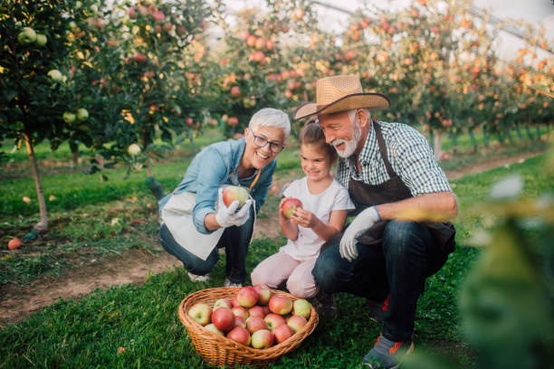 Smiling family looking at apples Senior couple teaching their granddaughter fruit quality control the farmer and his wife pictures stock pictures, royalty-free photos & images