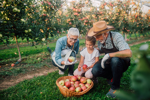 Senior couple and their grandchild picking up apples in the garden