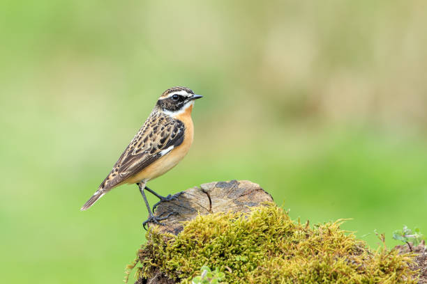 istock A Whinchat on a dead wood stump 1055949654