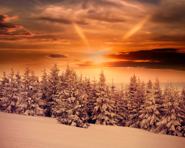 snowy fir trees in sunrise - landscape fir tree nature sunrise imagens e fotografias de stock