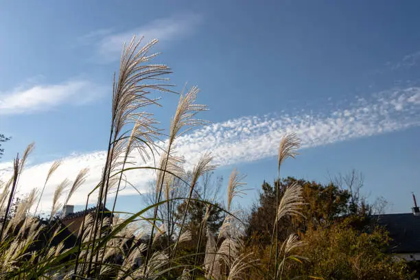 Pampasgrass and autumn sky, a park in Funabashi City, Chiba Prefecture, Japan