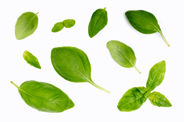 istock Isolated basil garden, cooking herb Isolated 1055950910