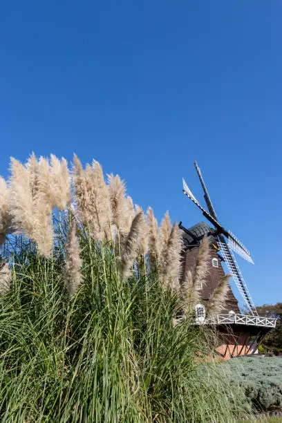 Pampasgrass and autumn sky, a park in Funabashi City, Chiba Prefecture, Japan