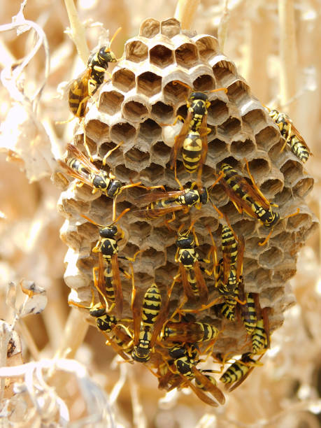 istock Wasp nest with wasps sitting on it.  Vespiary close up. 1055955832