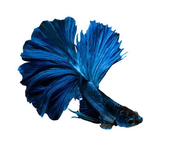 istock Betta Siamese fighting fish, Betta splendens , popular aquarium fish. Super blue glossy half moon long tail Betta Fighting motion face isolated on white 1055956492