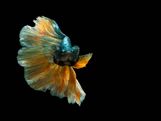 istock Betta Siamese fighting fish, Betta splendens , popular aquarium fish. Green yellow  metallic glossy half moon long tail Betta Fighting motion face isolated on black 1055957322