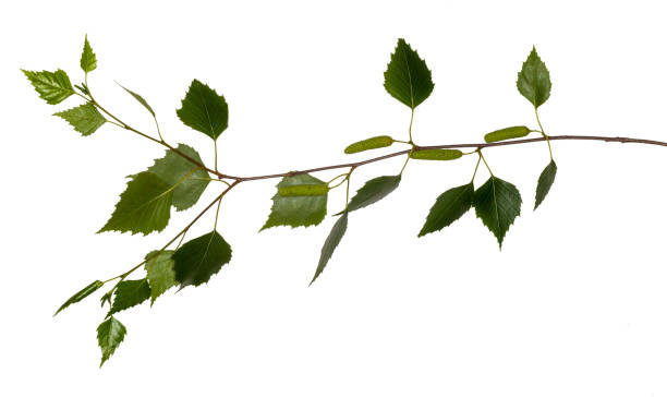 istock Birch leaves. Part of the tree. 1055957360