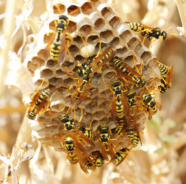 istock Wasp nest with wasps sitting on it.  Vespiary close up. 1055957454