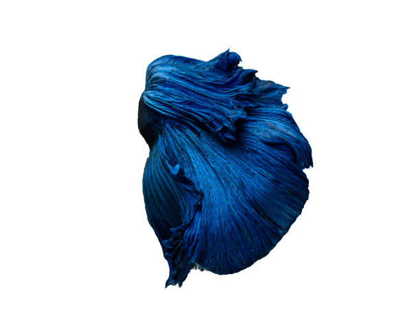 istock Betta Siamese fighting fish, Betta splendens , popular aquarium fish. Super blue glossy half moon long tail Betta Fighting motion face isolated on white 1055957466