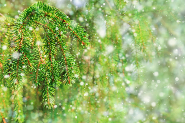 istock Branches of pine with snow. Falling snow. Natural environment background with copy space. Soft focus. 1055957682
