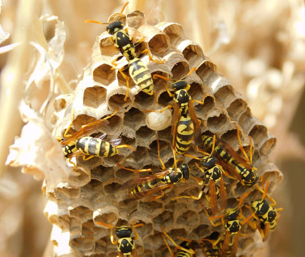 istock Wasp nest with wasps sitting on it.  Vespiary close up. 1055958416
