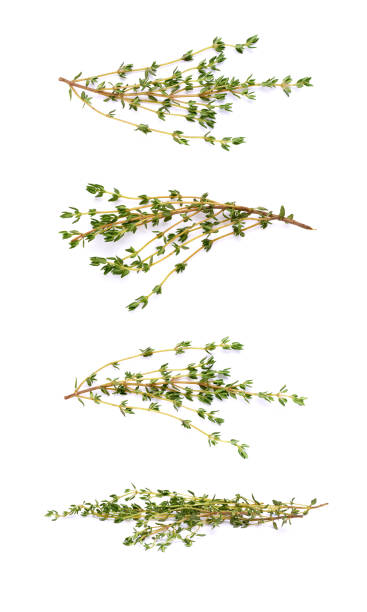 istock Isolated thyme garden, cooking herb 1055958552
