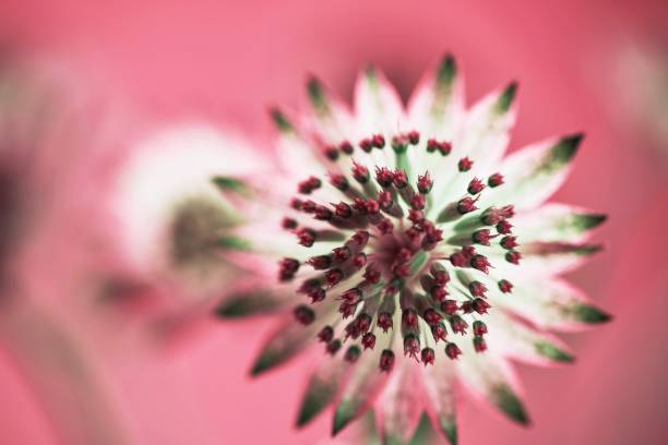 istock Corolla of astrantia flower. 1055958844
