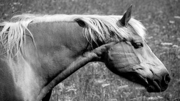 istock The head of a horse en profile 1055960910