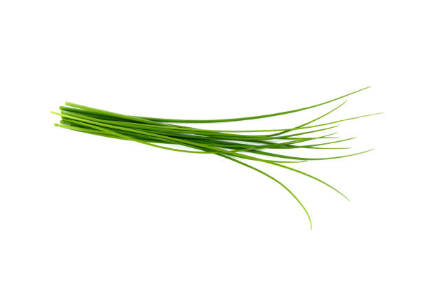 istock Fresh green chives, garden herbs, Isolated against a white background. 1055962252