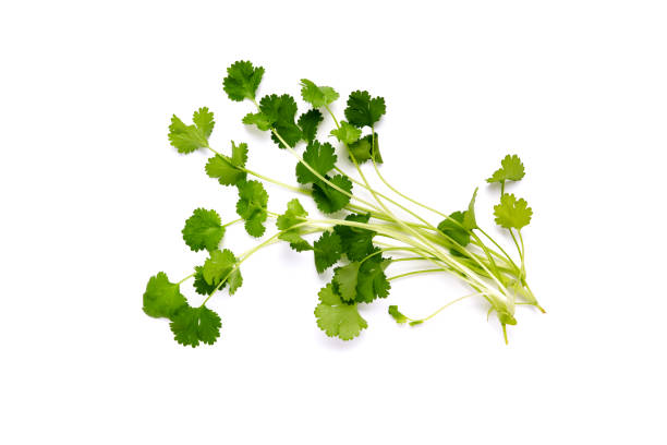 istock Isolated coriander garden, cooking herb 1055962326
