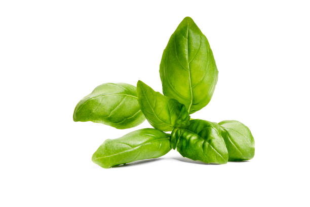 istock Isolated basil garden, cooking herb Isolated 1055962588