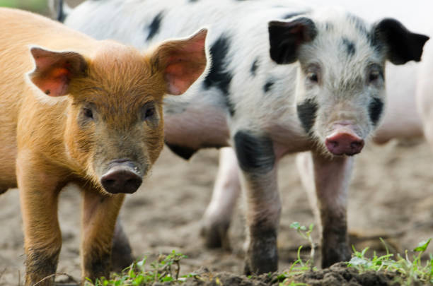 istock Brown Piglets and piglet with black dots are looking into the camera 1055964592