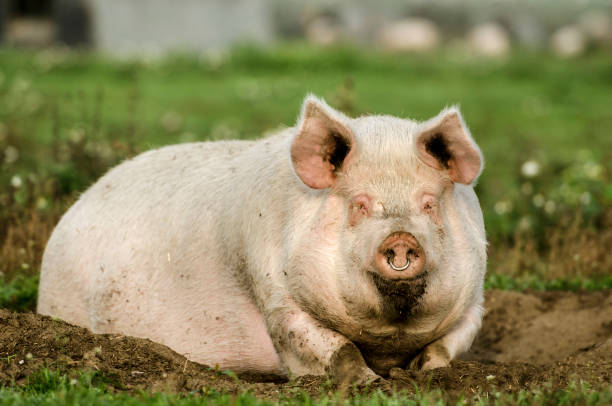 istock Big pig is looking in the camera with piglets in the background 1055964716
