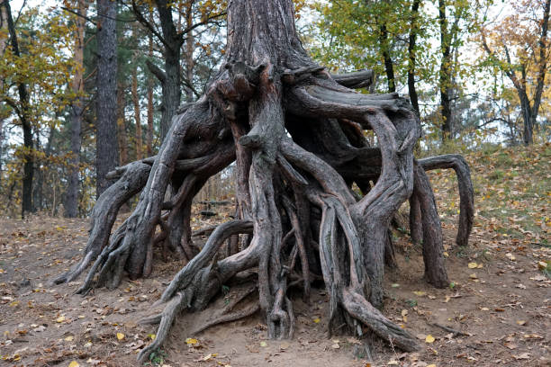 istock Unusual roots of a big old tree 1055964904