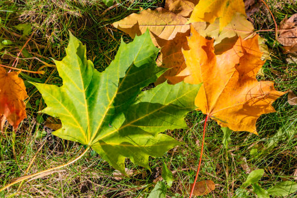 istock Fallen dead leaves. Yellow-orange maple leaves on the ground. 1055966896