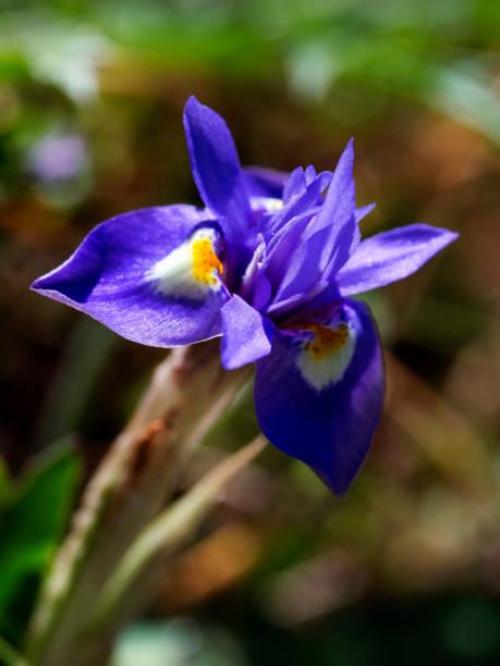 istock Violet lily in botanical garden 1055966986
