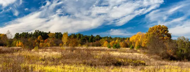 Photo of Autumn landscape. Panorama of the autumn forest behind the field.