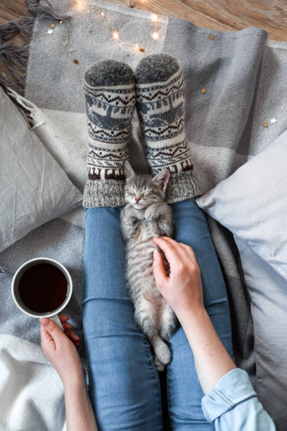 彼女の猫で遊んでいる間紅茶のカップを保持している女性 - christmas textile blanket decoration ストックフォトと画像