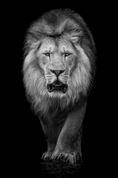African Lion VII Black and White Frontal Portrait of an African Lion leo photos stock pictures, royalty-free photos & images
