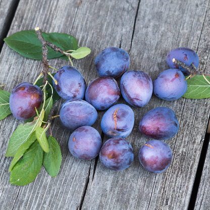 Juicy purple plums of the new harvest on an old wooden table