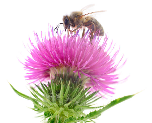 istock Bee isolated on a flower on white background. 1055974906