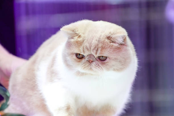 istock Close up Persian cat face, short brown orange hair. 1055975122