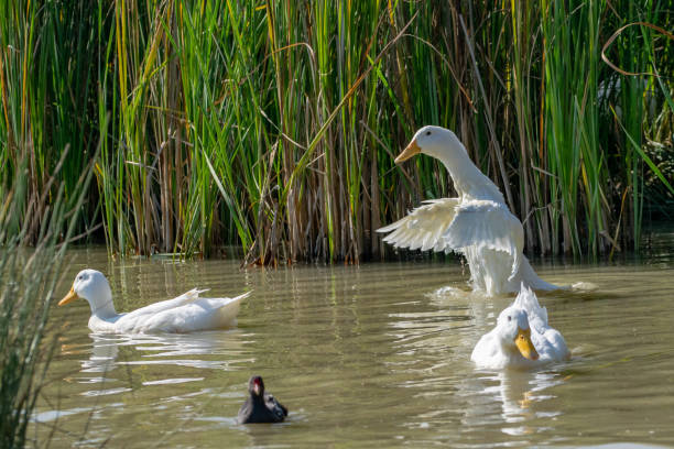 istock White pekin duck (anas platyrhynchos domesticus) with outstretched wings 1055975510