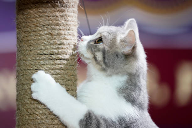 istock Cute short white gray hair Kitten plays rope pole. 1055975642