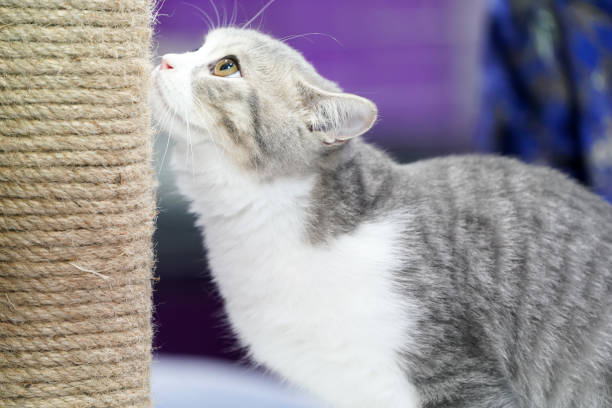 istock Cute short white gray hair Kitten plays rope pole. 1055975646