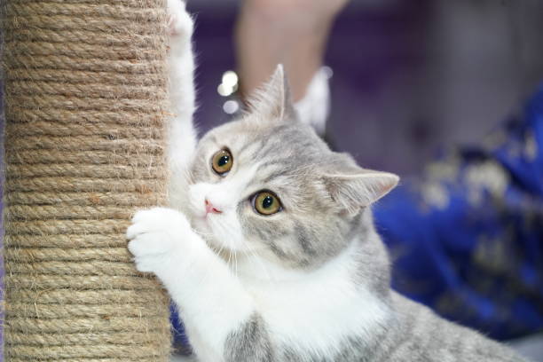 istock Cute short white gray hair Kitten plays rope pole. 1055975754