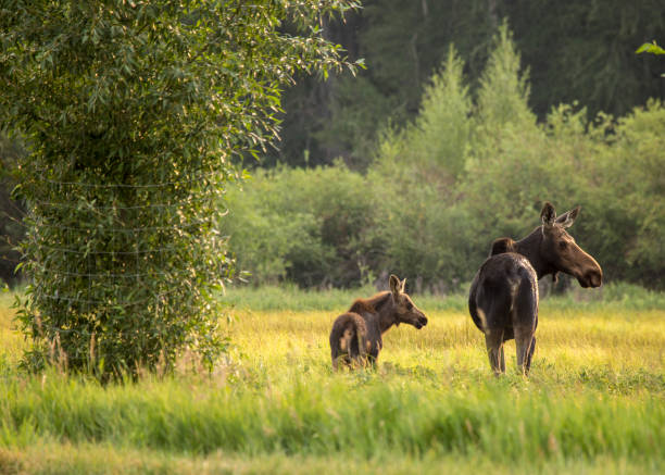 istock mother Cow moose with young moose 1055977670