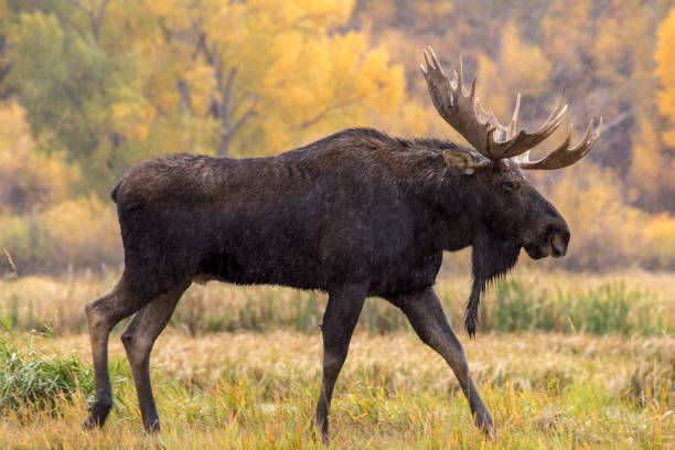 alces de bull - alce macho fotografías e imágenes de stock