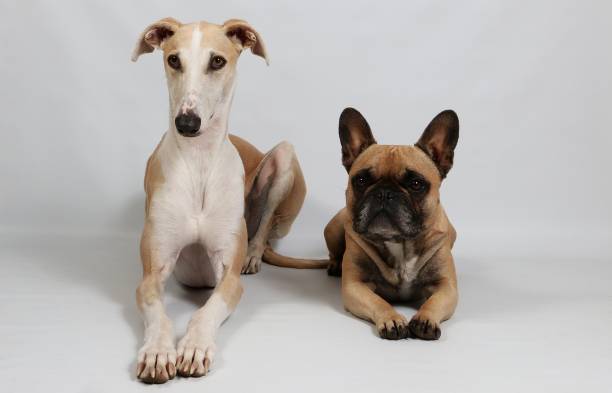 galgo et bouledogue français de portrait en studio - dog greyhound whippet isolated photos et images de collection