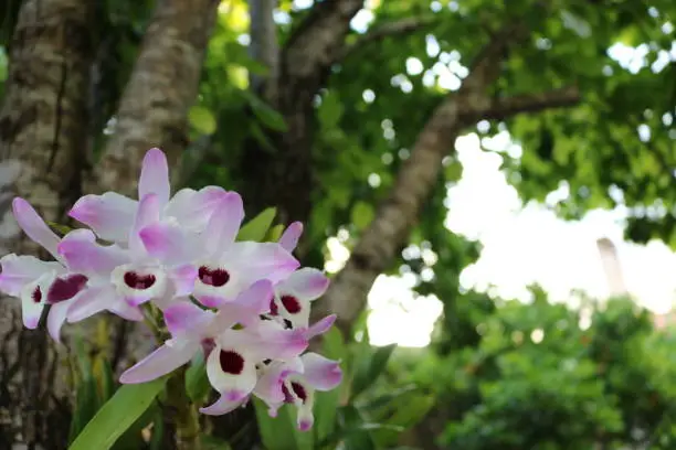 Orchid in white and pink colors with trunks and leaves of trees in the background