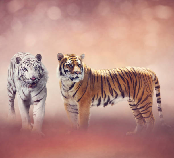 istock White And Brown Tigers 1055980760