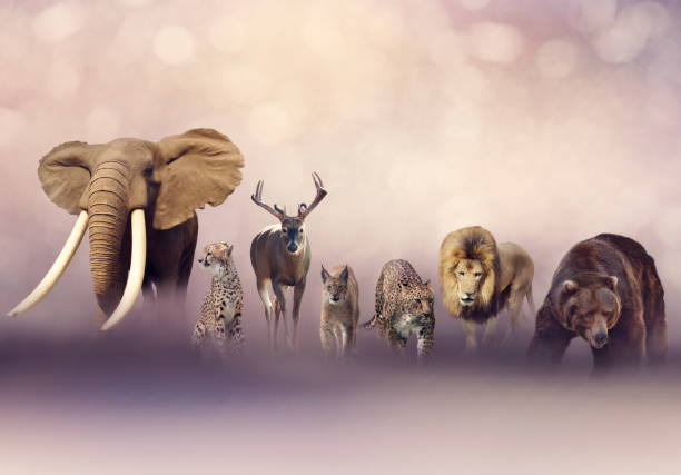 Group of wild animals
