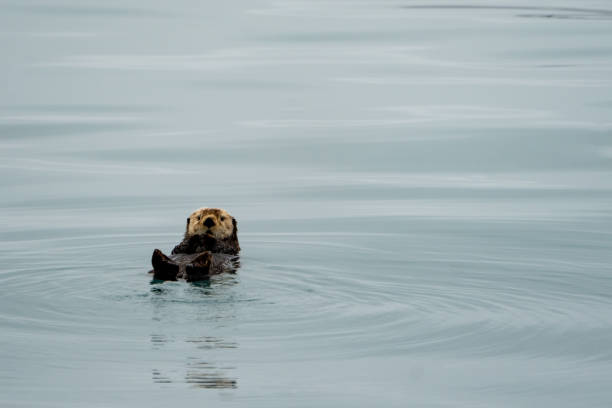 istock Cute sea otter floating on his back in teal water 1055983088