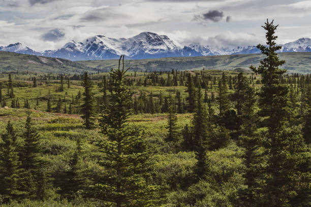 Beautiful boreal forest along the Richardson Highway shows the Delta Mountain Range stock photo